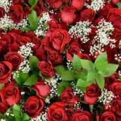 Rose Bouquet 12 Stem - Red Freedom 50 Cm -Flower Plants Sales 2024 09176D Rose Bouquet 12 Stem Red Freedom 50cm