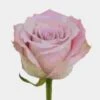 Rose Faith 40 Cm -Flower Plants Sales 2024 09185A Rose Faith 40 Cm