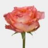 Rose Free Spirit 40 Cm -Flower Plants Sales 2024 09186A Rose Free Spirit 40 Cm