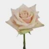 Rose Sahara 50Cm -Flower Plants Sales 2024 09188A Rose Sahara 50Cm