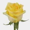 Rose Hummer Yellow 50 Cm. 2 Rose Hummer Yellow 50 Cm. -Flower Plants Sales 2024 09190A Rose Hummer 50 Cm