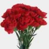Red Carnation Flowers Fancy Bulk -Flower Plants Sales 2024 09208A Carnations Red Fancy Bulk