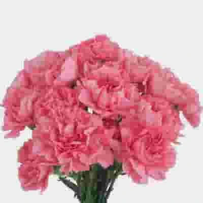 Pink Carnations Fancy Flowers Bulk 3 Pink Carnations Fancy Flowers Bulk