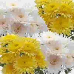 Cremone Mum Flowers Assorted