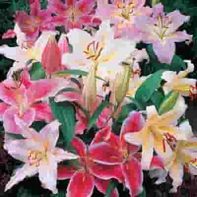 Hybrid Asiatic Lilies Assorted 3 Hybrid Asiatic Lilies Assorted