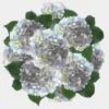 Blue Hydrangea Flowers Bulk