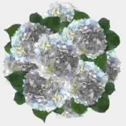 Blue Hydrangea Flowers Bulk