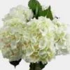 White Hydrangea Flowers Bulk -Flower Plants Sales 2024 09233B Hydrangea Bulk