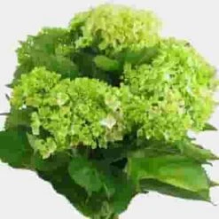 Mini Green Hydrangea Flowers Bulk