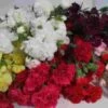 Mini Carnations Assorted Fancy 2 Mini Carnations Assorted Fancy -Flower Plants Sales 2024 09235A Mini Carnations Assorted Fancy
