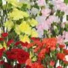 Mini Carnation Flowers Novelty Colors -Flower Plants Sales 2024 09236A Mini Carnations Assorted Novelty