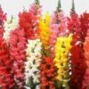 Snapdragon Flowers Assorted Bulk 1 Snapdragon Flowers Assorted Bulk -Flower Plants Sales 2024 09237B Snapdragon Assorted Bulk
