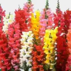 Snapdragon Flowers Assorted Bulk