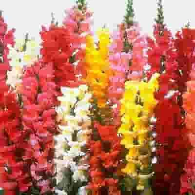 Snapdragon Flowers Assorted Bulk 3 Snapdragon Flowers Assorted Bulk