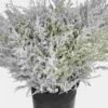 Solidago Painted White Bulk 2 Solidago Painted White Bulk -Flower Plants Sales 2024 09239A Solidago Tinted White Bulk