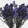 Purple Statice Flowers Bulk -Flower Plants Sales 2024 09240B Statice Purple Bulk