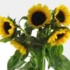 Sunflower Yellow Black Center Bulk -Flower Plants Sales 2024 09250A Sunflower Yellow Black Center Bulk