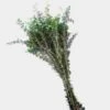 Eucalyptus Baby Blue Bulk -Flower Plants Sales 2024 09253A Eucalyptus Baby Blue Bulk