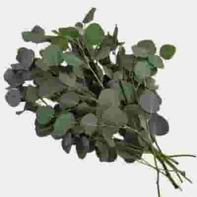 Eucalyptus Silver Dollar Bulk 3 Eucalyptus Silver Dollar Bulk