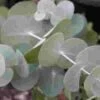 Eucalyptus True Blue Bulk 2 Eucalyptus True Blue Bulk -Flower Plants Sales 2024 09256A Eucalyptus True Blue