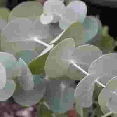 Eucalyptus True Blue Bulk 3 Eucalyptus True Blue Bulk