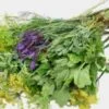 Assorted Herbs Bulk -Flower Plants Sales 2024 09261A Assorted Herbs Bulk