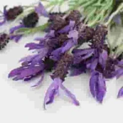 Assorted Herbs Bulk 12 Assorted Herbs Bulk -Flower Plants Sales 2024 09261E Assorted Herbs Bulk