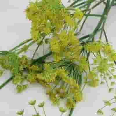 Assorted Herbs Bulk 8 Assorted Herbs Bulk - Image 6