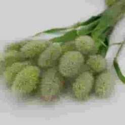 Assorted Grasses Bulk -Flower Plants Sales 2024 09262D Assorted Grasses Bulk