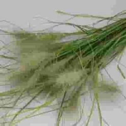 Assorted Grasses Bulk -Flower Plants Sales 2024 09262F Assorted Grasses Bulk