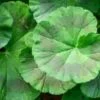 Geranium Foliage Assorted Colors Bulk -Flower Plants Sales 2024 09263A Geranium Foliage Assorted