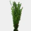 Myrtle Greenery Bulk -Flower Plants Sales 2024 09264A Myrtle Bulk