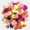 Carnations Assorted Novelty Fancy - 175 Bulk -Flower Plants Sales 2024 09276A Carnations Assorted Novelty Fancy 175 Bulk