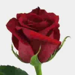 Red Rose Freedom 70cm Bulk -Flower Plants Sales 2024 09278C Rose Freedom Red 70cm