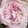 Garden Rose Keira Pink -Flower Plants Sales 2024 09284A Garden Rose Keria Pink
