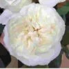 Garden Rose Ella Ivory -Flower Plants Sales 2024 09285A Garden Rose Ella Ivory