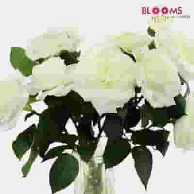 Garden Rose Alabaster White - Bulk 3 Garden Rose Alabaster White - Bulk