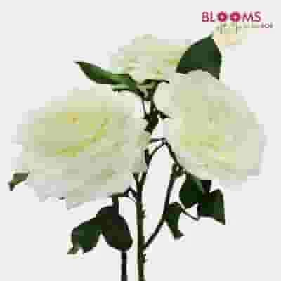 Garden Rose Alabaster White - Bulk 4 Garden Rose Alabaster White - Bulk - Image 2
