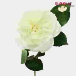 Garden Rose Alabaster White - Bulk 7 Garden Rose Alabaster White - Bulk -Flower Plants Sales 2024 09286C Garden Rose Alabaster White Bulk