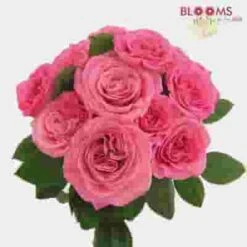 Garden Rose Ashley Pink - Bulk -Flower Plants Sales 2024 09287C Garden Rose Ashley Pink Bulk