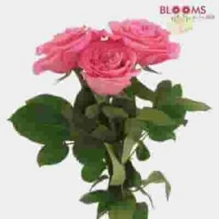 Garden Rose Ashley Pink - Bulk -Flower Plants Sales 2024 09287D Garden Rose Ashley Pink Bulk