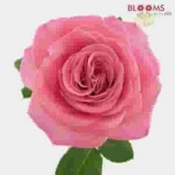 Garden Rose Ashley Pink - Bulk -Flower Plants Sales 2024 09287E Garden Rose Ashley Pink Bulk