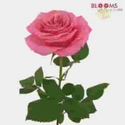 Garden Rose Ashley Pink - Bulk -Flower Plants Sales 2024 09287F Garden Rose Ashley Pink Bulk