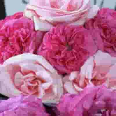 Garden Rose Baronesse Hot Pink - Bulk 4 Garden Rose Baronesse Hot Pink - Bulk - Image 2
