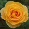 Garden Rose Candlelight Yellow - Bulk -Flower Plants Sales 2024 09290A Garden Rose Candlelight Yellow Bulk