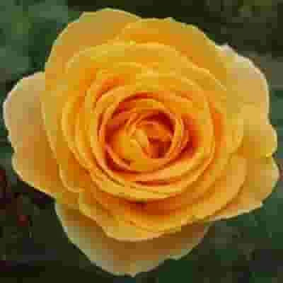 Garden Rose Candlelight Yellow - Bulk 3 Garden Rose Candlelight Yellow - Bulk