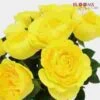 Garden Rose Lemon Pompon Yellow - Bulk -Flower Plants Sales 2024 09294A Garden Rose Lemon Pompon Yellow Bulk
