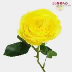 Garden Rose Lemon Pompon Yellow - Bulk -Flower Plants Sales 2024 09294C Garden Rose Lemon Pompon Yellow Bulk