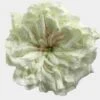 Garden Rose Mayras White - Bulk -Flower Plants Sales 2024 09296A Garden Rose Mayras White Bulk
