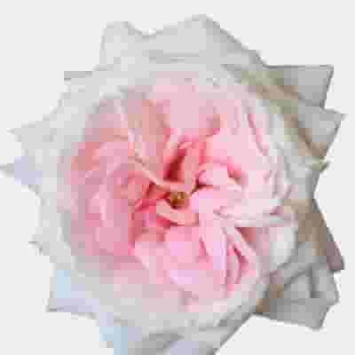 Garden Rose Mayras Bridal Pink - Bulk 3 Garden Rose Mayras Bridal Pink - Bulk
